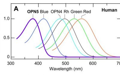 Seeing Ultraviolet