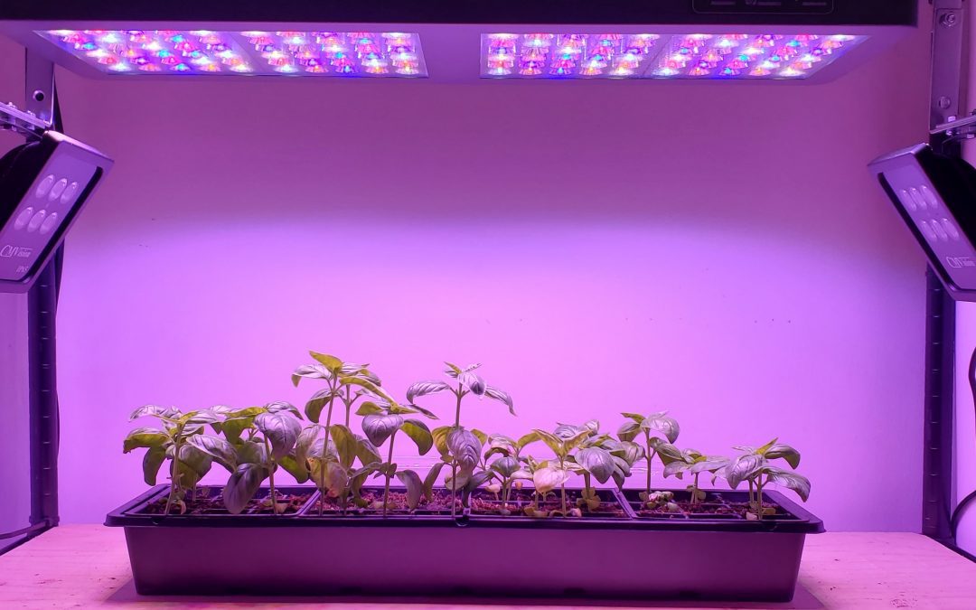 The Effect of Near-Infrared Radiation on Plants